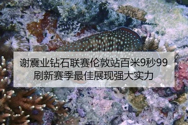 xie-zhen-ye-zuan-shi-lian-sai-lun-dun-zhan-bai-mi-miao-shua-xin-sai-ji-zui-jia-zhan-xian-qiang-da-shi-li-3-379.jpg